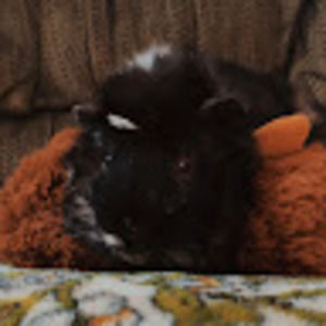 Meet your Posher, Brianna